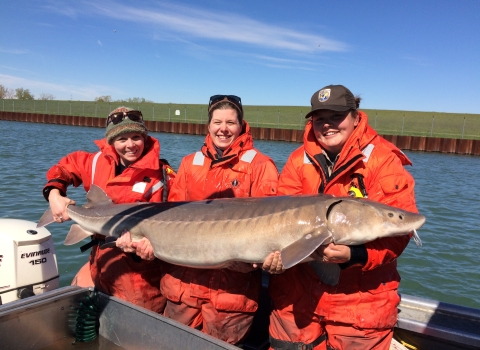 Three biologists hold a large lake sturgeon