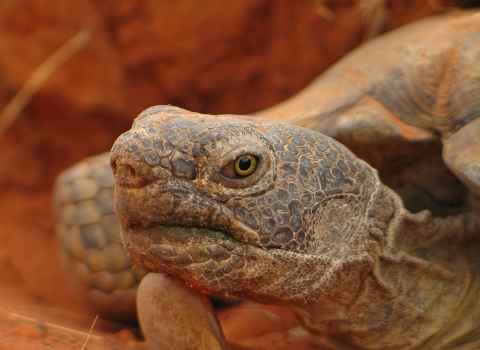 Mojave Desert Tortoise