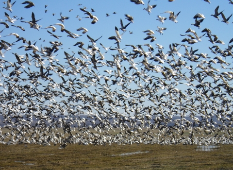 Snow Goose (Anser caerulescens)