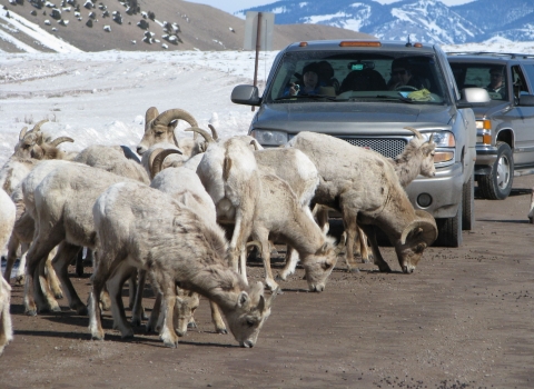Bighorn sheep block cars on the road at National Elk Refuge in Wyoming.