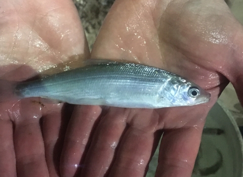 Cisco at Jordan River National Fish Hatchery