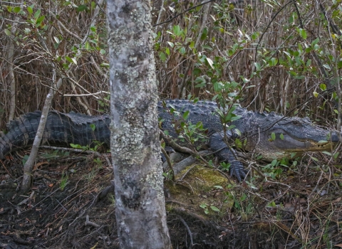 Alligator crawling through brush in forest