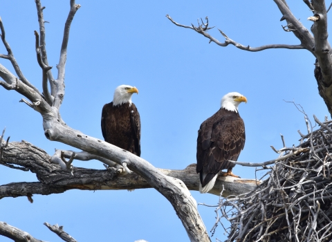 Two bald eagles perched along a nest