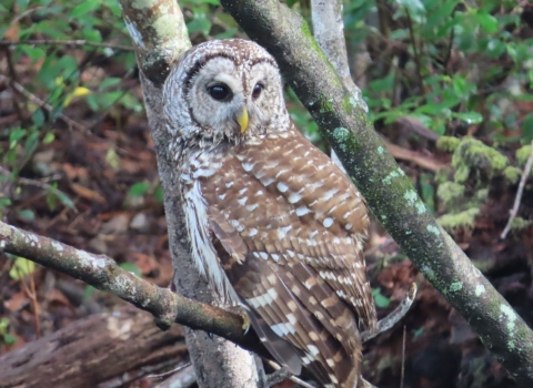 Brown & white owl sits in a tree
