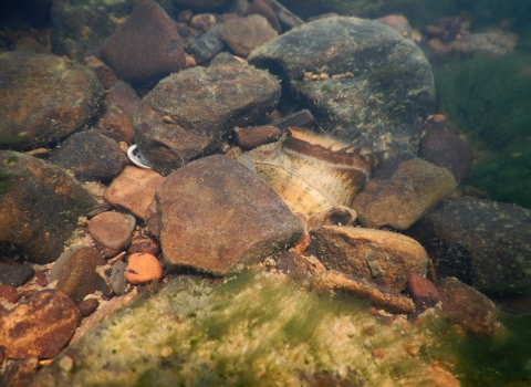 A speckled pocketbook mussel is between rocks in the South Fork tributary of Little Red River, Arkansas, May 12, 2022.