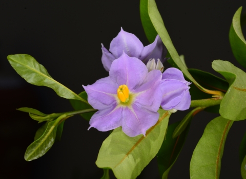 Light purple, five-petal flowers with yellow center on a branch with green leaves.