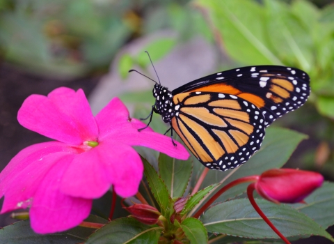 Monarch butterfly on a bright magenta flower with a flower bud in the foreground