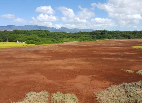 Overview photo of a bare dirt area which is the future site of the waterbird restoration pond at Pouhala Marsh, where an eight acre pond will be excavated as part of the future wetland enhancement and restoration at the Hawaii State Wildlife Refuge.