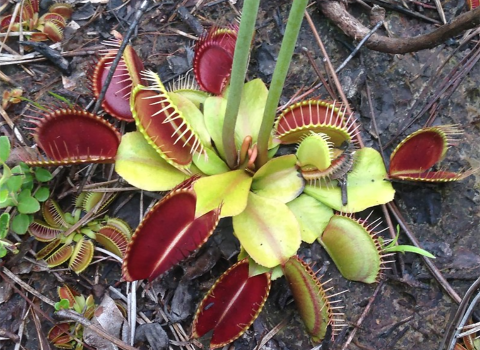 plant low to the ground with clluster of green leaves leading to deep red leaves at the edge that close to trap insects.