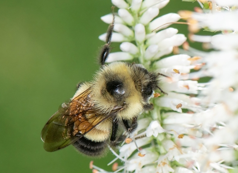 Rusty patched bumble bee on flower. 