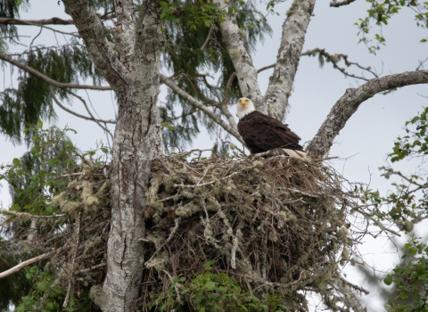 Bald eagle looks out from its massive nest high up in a Pacific Northwest tree.