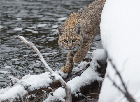 A brown spotted cat walks along a snowy river bank