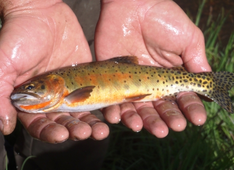 An orange and green trout with dark spots along its side and tail