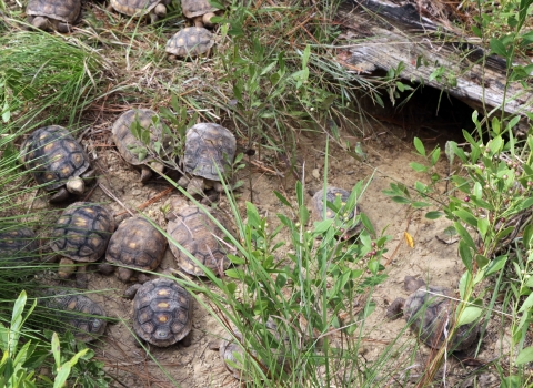 12 small gopher tortoises are in sandy area with sparse vegetation. There is a burrow opening nearby.