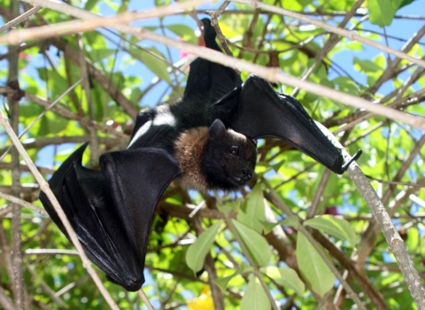 A black and brown tropical bat climbing through brush