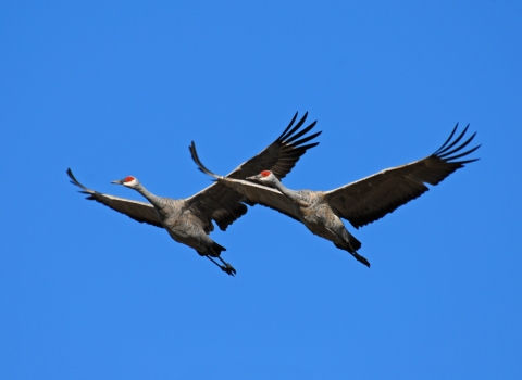 Two large gray birds with red heads and wings outstretched in flight against a blue sky