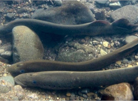 Three long tubular fish swim underwater along rocks and gravel.