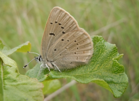 Fenders blue butterfly sitting on a plant. This is a side view where the underside of its wings is visible and you can see its unique spotting pattern.