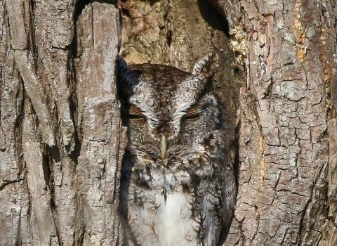 Gray, brown & white well-camouflaged owl squeezed into a tree hollow of similar colors