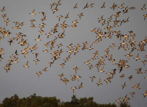 Flock of white snow geese cover the sky over Pea Island Refuge