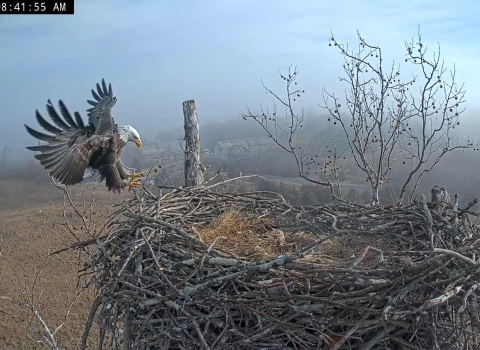 eagle landing on eagle nest