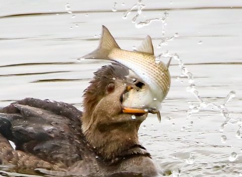 Brown waterfowl on surface of water with large white/brown fish in its bill and throat