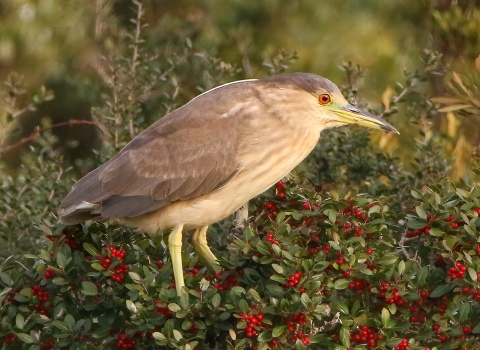 Brown and cream colored bird stands in a bush of red berries