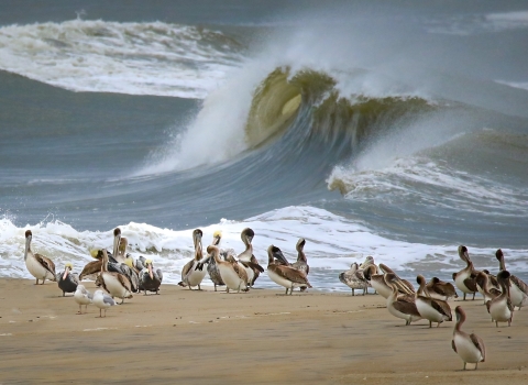 Brown pelicans and gulls stand calmly on sandy shore next to a raging Atlantic Ocean