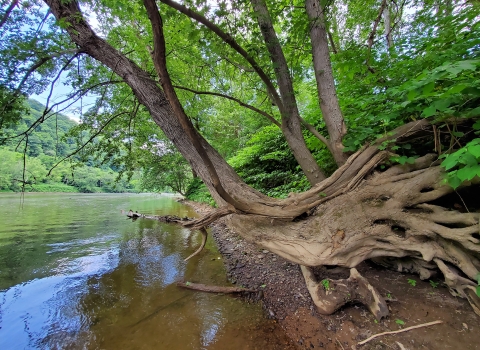 A tree curves out over the river, with long, serpentine roots clinging to the river bank
