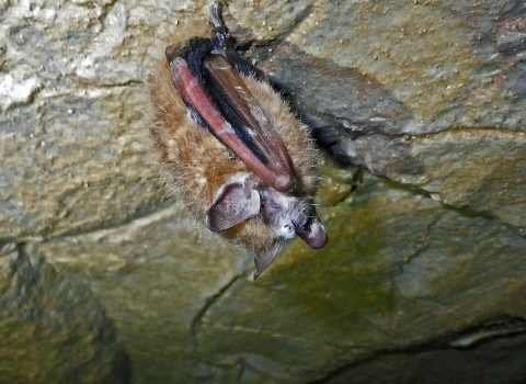 a fuzzy brown bat hangs from a cave ceiling