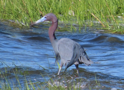 Long-billed blue and purple-necked bird on stilted legs stands in blue shallow water