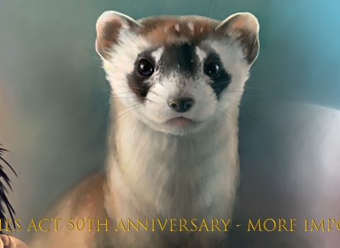 graphic of condor, ferret and polar bear with text that reads endangered species act 50th anniversary, more important than ever