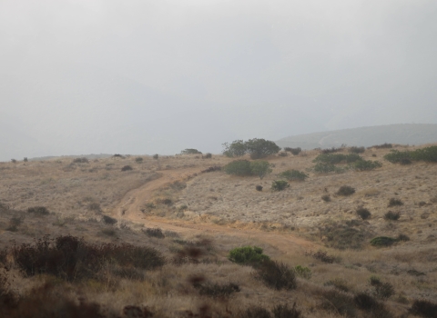 An overcast sky and morning mist covers a winding road bisecting the dry, coastal shrubs.