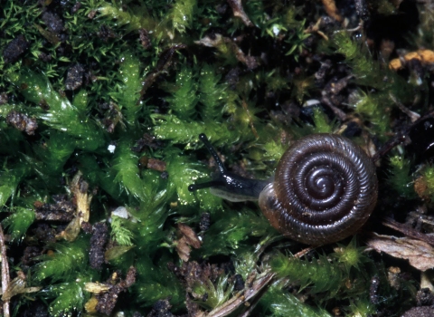 An Iowa Pleistocene snail