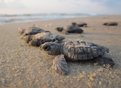 Kemps ridley sea turtle hatchlings on a beach