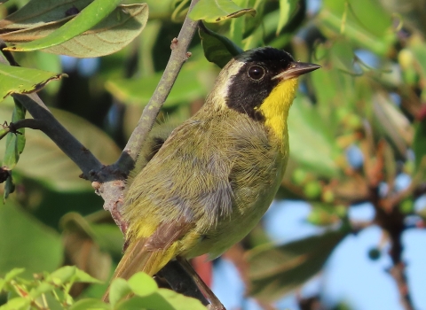 a small yellow-throated warbler with black coloring across the eyes stands on a branch surrounded by green leaves a blue berries