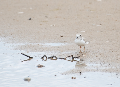 A piping plover chick on a beach