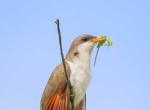 Brown, white, orange and black Yellow-Billed Cuckoo with insect in its bill while gripping a twig