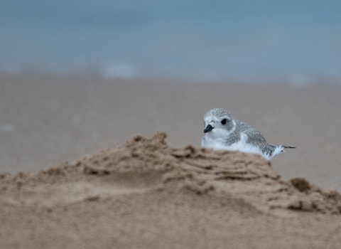 Piping plover chick on the beach