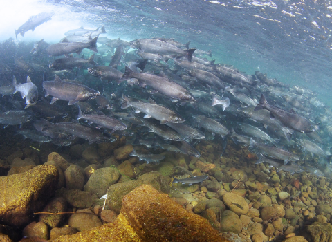 Underwater view of a large group of salmon above a rocky ground.