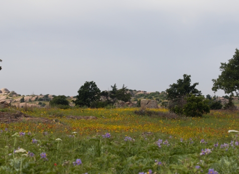 A mixed grass prairie blooming in red, yellow, purple and white abuts a rocky oak scrubland in the distance