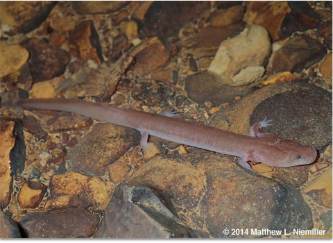 a pink salamander on rocks