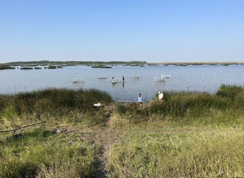 biologists setting swim-in traps in a wetland