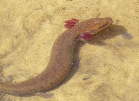 A black warrior waterdog swims.