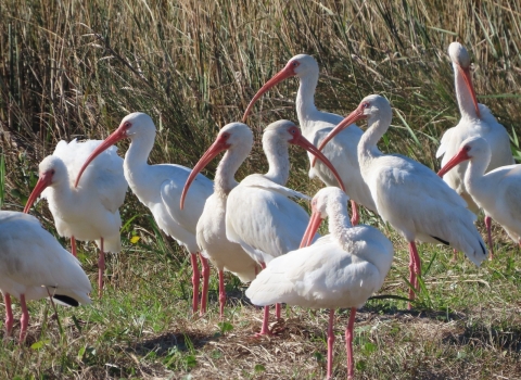 Flock of white Ibis, tall, pink-legged, long-curved pink bill wading bird standing on shore