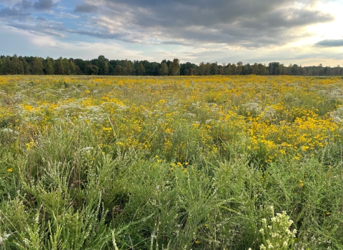 prairie with wildflowers