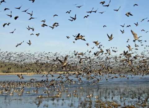 Hundreds of Canada geese lift off in flight from a wetland edged in grasses.