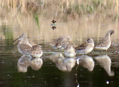 Flock of long-billed dowitchers. They are brown, white & grey, standing in water feeding. 