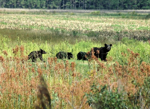 A black bear and her cubs cross a meadow.