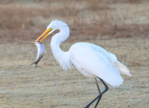 Tall white bird (app. 4 feet) with long black legs and yellow bill holding a large mullet fish